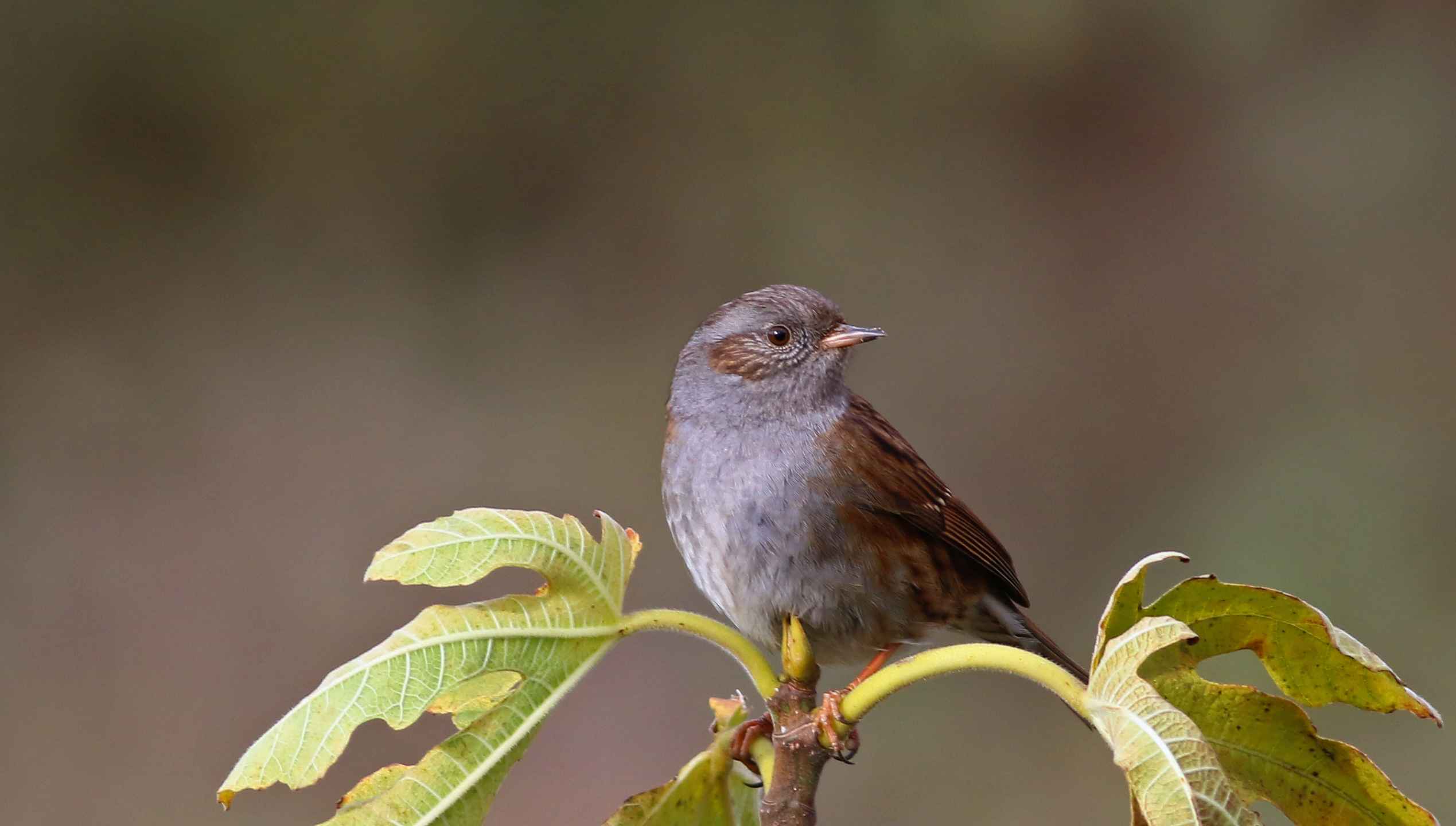 Dunnock